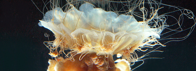 Lion's Mane Jellyfish