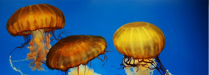 Pacific Sea Nettle