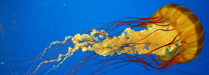 Pacific Sea Nettle