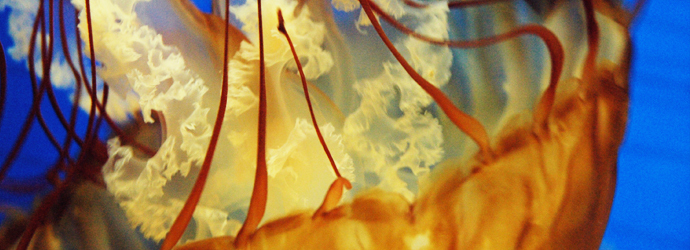 Pacific Sea Nettle
