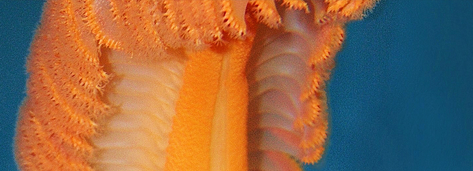 Sea Pen