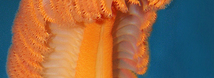Sea Pen