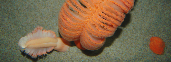 Sea Pen