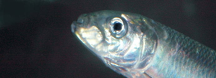 Northern Anchovy