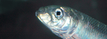 Northern Anchovy