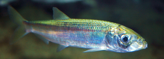 Northern Anchovy