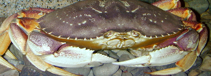 Dungeness Crab