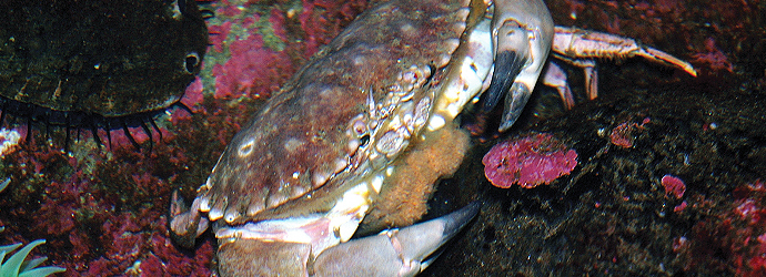 Dungeness Crab