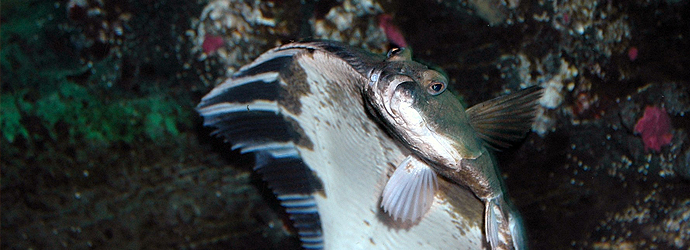 Starry Flounder
