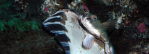 Starry Flounder