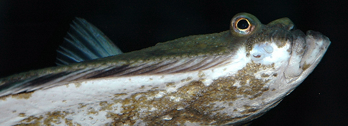Starry Flounder