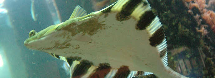 Starry Flounder