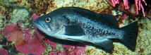 Black Rockfish