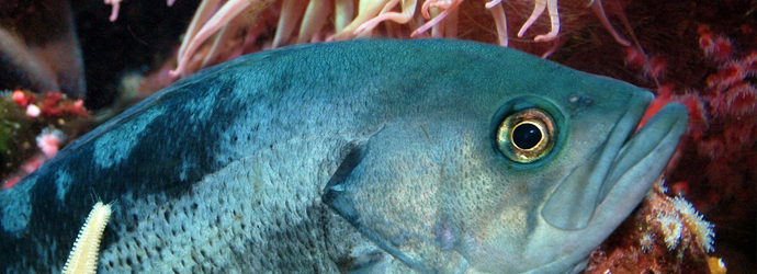 Black Rockfish