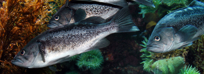 Black Rockfish