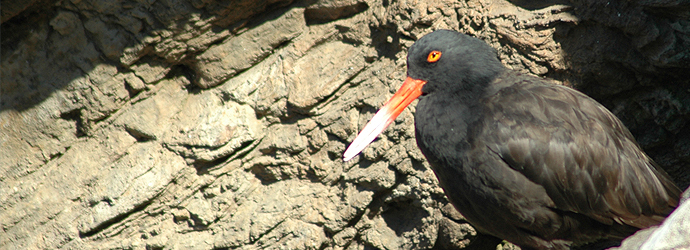Black Oystercatcher