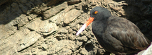 Black Oystercatcher