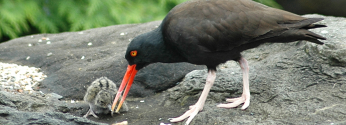 Black Oystercatcher