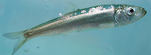 Pacific Herring