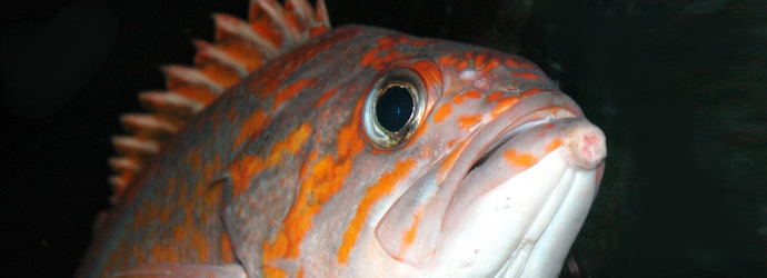 Canary Rockfish