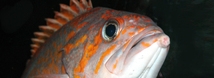 Canary Rockfish