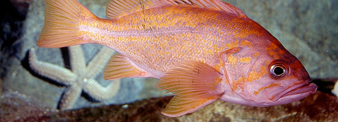 Canary Rockfish