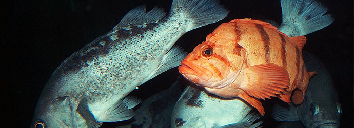 Canary Rockfish