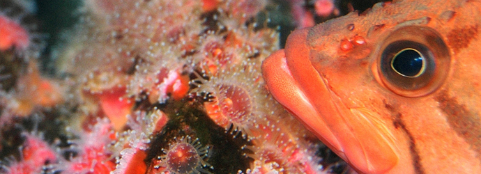 Strawberry Anemone
