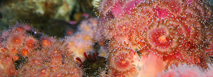 Strawberry Anemone