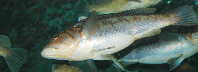 Kelp Bass
