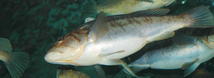 Kelp Bass