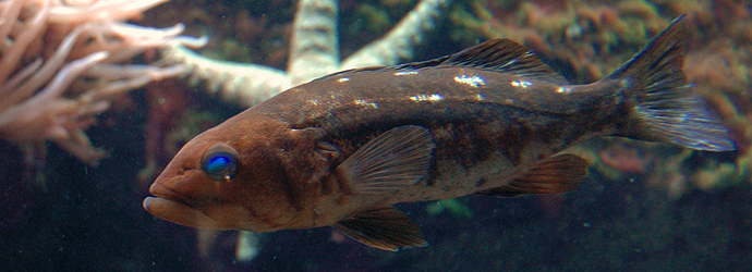 Kelp Bass