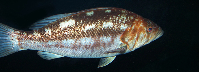 Kelp Bass
