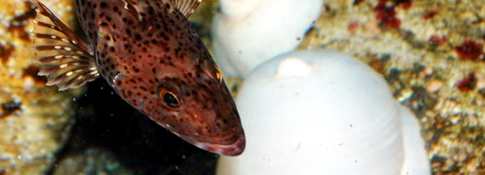 Lingcod