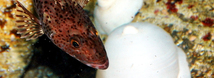 Lingcod