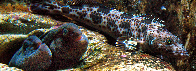 Lingcod