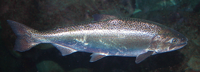 Chinook Salmon
