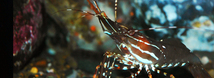 Spot Prawn