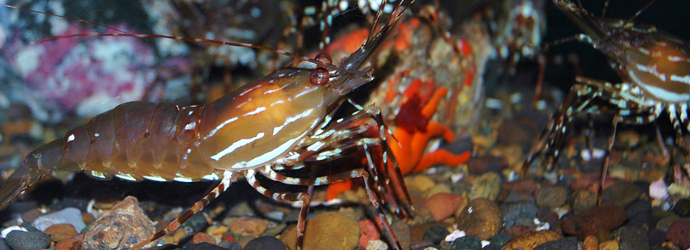 Spot Prawn