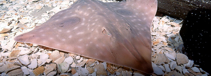 Big Skate