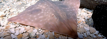 Big Skate
