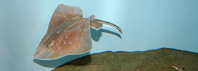 Big Skate