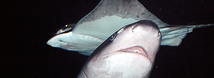 Bat Ray