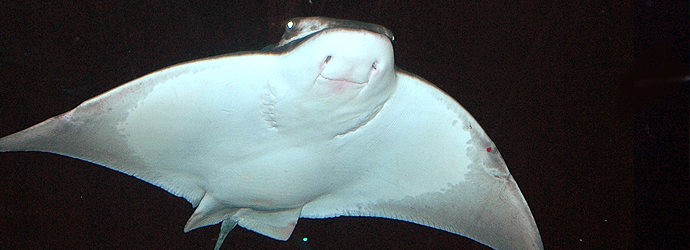 Bat Ray