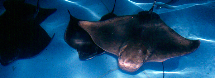 Bat Ray