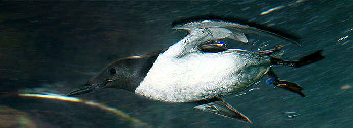 Common Murre