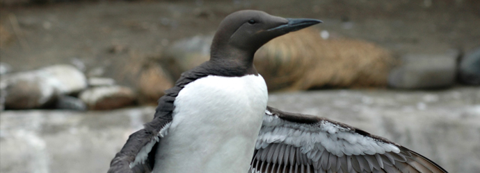 Common Murre