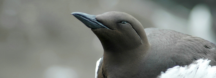 Common Murre