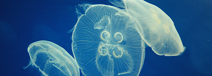Moon Jellyfish