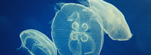 Moon Jellyfish
